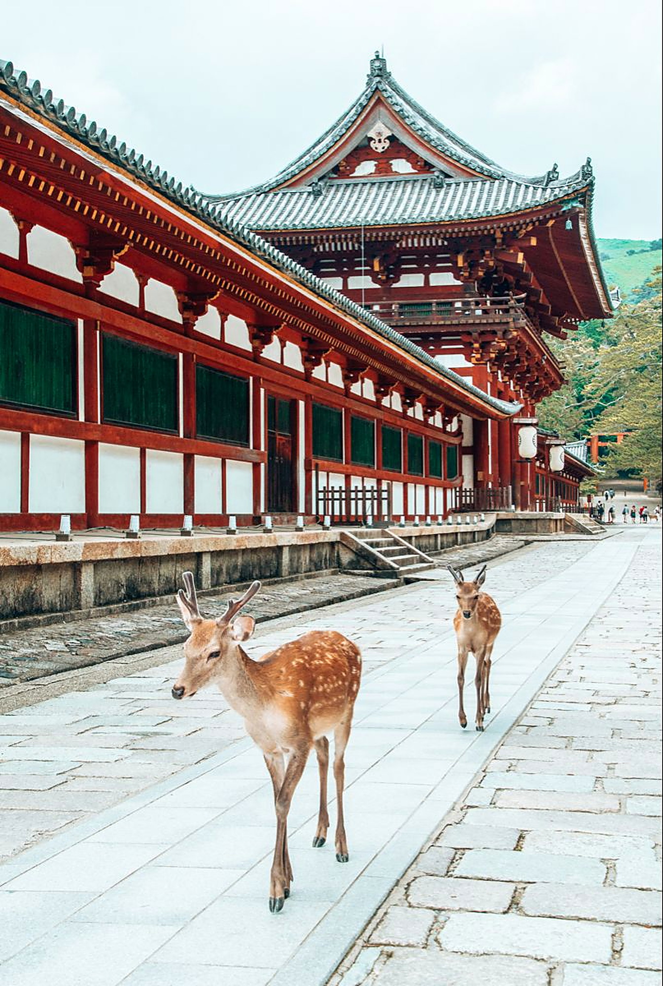 Navidad en Nara, Nara